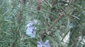 la pianta sacra per i nostri formaggi speziati è in fiore!