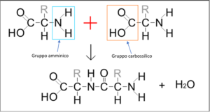 cosa sono le proteine, proteine del latte