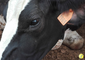 Per produrre latte, gli animali hanno bisogno di riposare