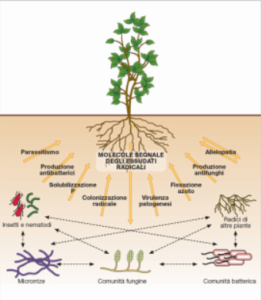 Gli essudati radicali attirano anche i batteri che stimolano la crescita vegetativa