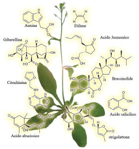 I batteri che stimolano la crescita producono anche fitormoni