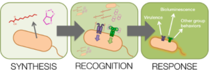 Il quorum sensing è un meccanismo indiretto dei batteri che promuovono la crescita