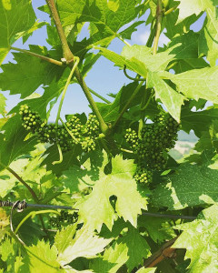 Vigna in allegagione: un buon vino per la pasta fredda si ottiene anche in Valpolicella!